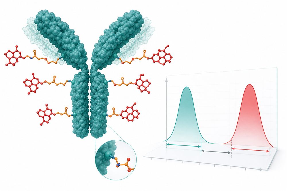 bio korea ADC therapeutic window concept showing antibody-drug conjugate molecular structure and safety margin
